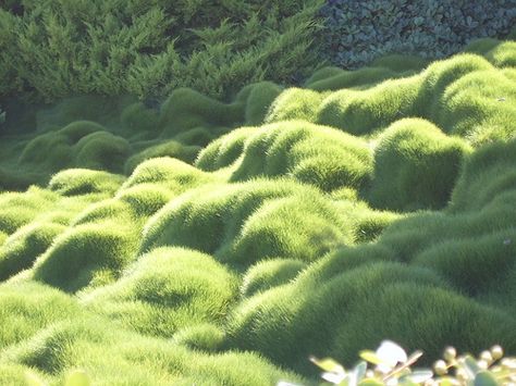 Bumpy Grass (close-up) | Flickr - Photo Sharing! Shooting Photo, Land Art, Zen Garden, Nature Aesthetic, Green Grass, Green Aesthetic, Landscape Architecture, Pretty Pictures, Mother Nature