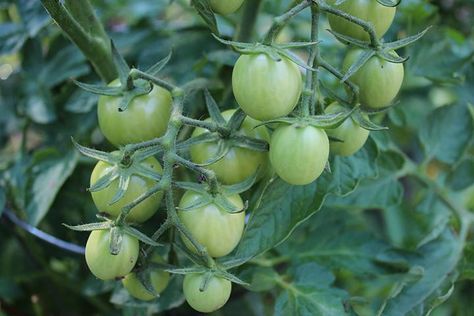 Pickled Green Tomatoes, Kosher Dill Pickles, Pickling Salt, Dill Pickles, Green Peppers, Home Magazine, Green Tomatoes, Dill Pickle, Canning Recipes