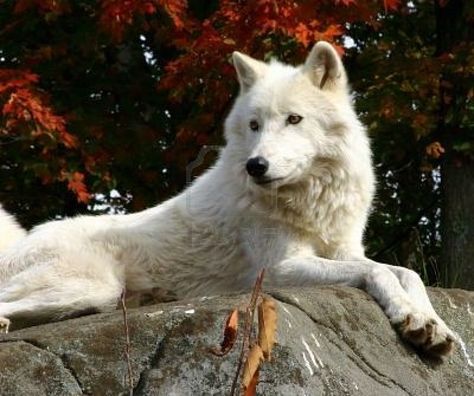 Wolf on rock Wolf Poses, Wolf Tattoo Sleeve, Pokemon Project, Arctic Wolf, Wolf Spirit Animal, Wolf Love, Beautiful Wolves, White Wolf, Husky Dogs