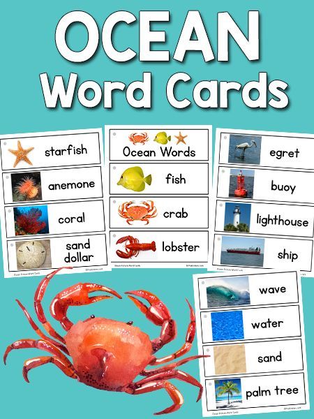 Here’s a set of Ocean/Beach picture word cards that can go with an Ocean Theme Unit. This set includes 31 cards for the following words: fish, crab, lobster, shark, dolphin, whale, manatee, seal, manta ray, jellyfish, squid, octopus, sea turtle, eel, seahorse, starfish, anemone, coral, sand dollar, seashell, conch, clam, seagull, egret, buoy, lighthouse, ship, wave, water, sand, palm tree. More picture-word cards can be found on the Picture Word Cards webpage. Anemone Coral, Ocean Words, Ocean Theme Preschool, Ocean Unit, Ocean Activities, Beach Picture, Word Wall Cards, Teaching Literacy, Pocket Chart