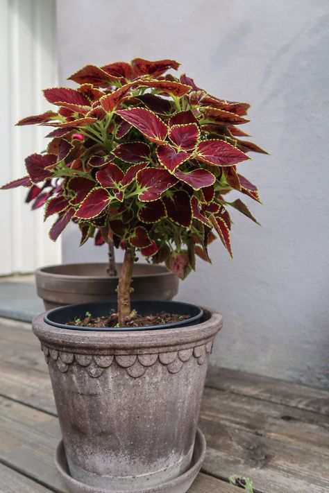 #coleus #coleusplant #plantlovers #gardening #plantphotography #rośliny #planter #praktspragle Indoor Oasis, Plant Photography, Indoor Jungle, Green House, Indoor Plants, Outdoor Spaces, Oasis, Plants, Flowers