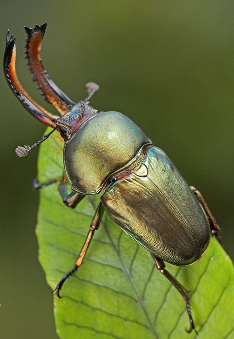 © Igor Siwanowicz Macro Fotografia, Macro Photography Insects, Insect Photos, Insect Tattoo, Insect Photography, Beetle Insect, Cool Bugs, Stag Beetle, A Bug's Life