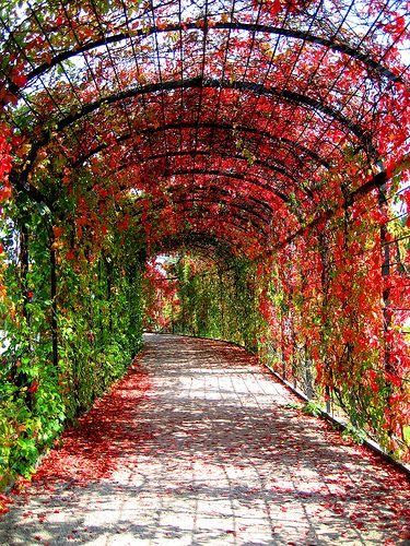 Red Secret Path (Garden Shoenbrunn, Vienna) Outdoor Trellis, Terrace Garden Design, Landscaping Retaining Walls, Pergola Design, Garden Arches, Outdoor Decor Backyard, Garden Pathway, Garden Landscape Design, Pergola Designs