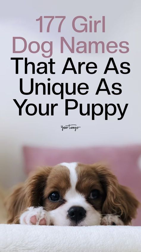 Pretty Names For Dogs, Good Names For Dogs, Puppy Names Aesthetic, Name For Puppies, Cutest Puppy Names, Female Puppy Names List, Dog Names Girl List, Cute Dog Names Female Unique, Female Dog Names Country