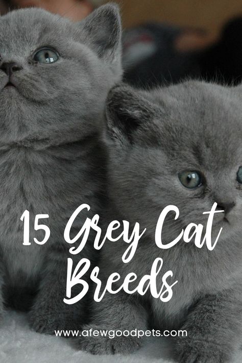 All cats share certain physical features, including their large eyes, ultra-sensitive ears, and sharp claws. Cats come in various colors, including white, red, black, cream, grey, and many other colors. If you want to have a cat, a grey cat might be right for you since they are absolutely stunning. In this article, we will be giving a list of grey cat breeds you might want to have. #cutecats #petlover #ilovecats #animals #petcats #feline #afewgoodpets Grey Striped Cat, Gray Striped Cat, Grey Cat Breeds, White Cat Breeds, Cat Races, Chartreux Cat, Gray Cats, Kitten Breeds, Turkish Angora Cat