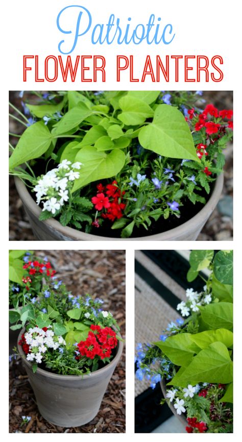 Patriotic Flower Planters Patriotic Planters, Blue Flower Arrangements, Patriotic Flowers, Easy Gardening, Blue Planter, White And Blue Flowers, Container Flowers, Flower Box, Easy Garden