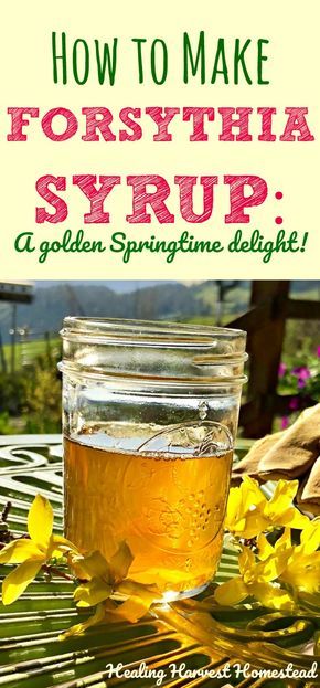 The blooming of the Forsythia is one of the earliest and most cheerful harbingers (bringers) of Springtime. It’s a lovely plant, and here is how to identify it and use it herbally. Also, here is a great recipe for how to make forsythia syrup. Super easy directions in just three steps! Forsythia syrup can be used in all kinds of recipes, or just by itself. Click through to see how to make this herbal syrup! #forsythia #syrup #howtomakesyrup Outdoor Garden Decor Ideas, Aloe Vera Gel Benefits, Herbal Health, Tea Remedies, Foraged Food, Lake Mead, Herbal Recipes, Herbal Tinctures, Wild Edibles