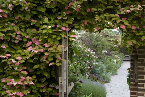 Actinidia Kolomikta, Framing Doorway, Kiwi Vine, Famous Gardens, Fragrant Garden, Garden Vines, Buy Plants, Plant Combinations, Fruit Plants