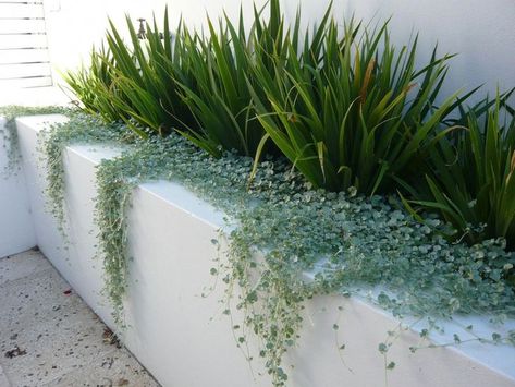 trailing silver pony foot in stucco wall Silver Falls Plant, Front Garden Landscaping, Silver Falls, Garden Bed, Landscaping Plants, Back Garden, Front Garden, Plant Care, Garden Landscaping