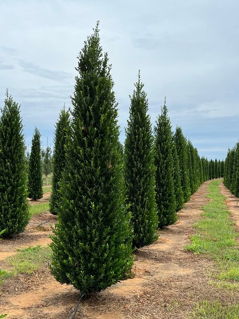 Oak Leaf Holly Landscaping, Holly Hedge Landscaping, Steeds Holly, White Craftsman, Hedges Landscaping, Holly Hedge, Thuja Green Giant, Evergreen Landscape, Conifers Garden