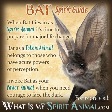 Mammal Symbolism & Meaning | Spirit, Totem, & Power Animal What Is My Spirit Animal, Animal Totem Spirit Guides, Native American Zodiac, Symbolism Meaning, Spirit Animal Meaning, Animal Meanings, Spirit Animal Totem, Animal Spirit Guide, Spiritual Animal