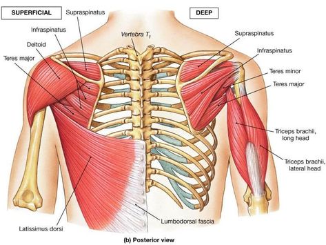 The Best Way to Train All 6 Major Muscle Groups - Legion Athletics Deltoid Anatomy, Anatomy Tips, Shoulder Anatomy, Good Back Workouts, Anatomy Bones, Bolesti Chrbta, Yoga Anatomy, Muscular System, Muscle Anatomy