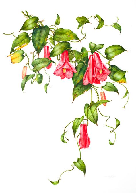 Vine Royal Botanic Gardens Sydney, Art Painting Gallery, Botanical Drawings, Artist Gallery, Digital Flowers, Little Flowers, Botanical Wall Art, Poppy Flower, Botanical Illustration