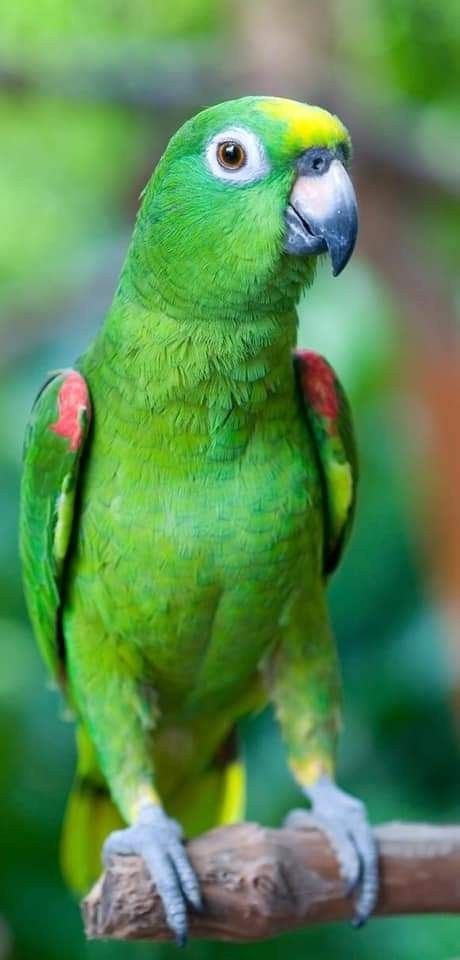 Bird Breeds, Parrot Pet, Green Parrot, Amazon Parrot, Parrots Art, Funny Parrots, African Grey Parrot, Colorful Parrots, Parrot Bird