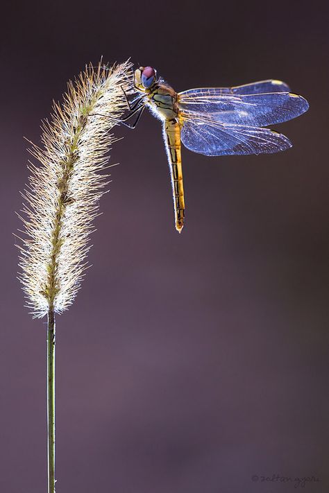 Dragonfly Photos, Dragon Flys, Dragonfly Dreams, Cool Bugs, Blue Dragonfly, A Bug's Life, Dragonfly Art, Beautiful Bugs, Airbrush Art