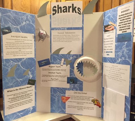 Shark Board Ideas, Shark Science Fair Project, Ocean School Project Ideas, Shark Presentation Ideas, Shark Habitat Project For Kids, Animal Poster Board Project, Marine Biology Science Fair Projects, Shark Poster Board Project, Shark Tank Project Ideas For Students