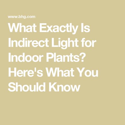 What Exactly Is Indirect Light for Indoor Plants? Here's What You Should Know What Is Bright Indirect Light, Indirect Light Plants, What Is Media, Curtains Or Shades, Bright Indirect Light, Understory Plants, Houseplants Low Light, Cast Iron Plant, Chinese Evergreen