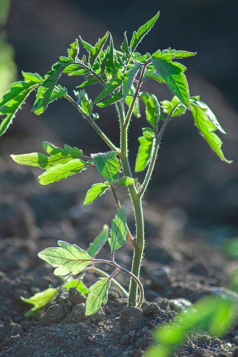 Black Krim Tomato, How To Store Seeds, Saving Tomato Seeds, Heirloom Tomato Seeds, Tomato Seedlings, Gardening Vegetables, Hosta Plants, Vegetable Seeds, Veg Garden