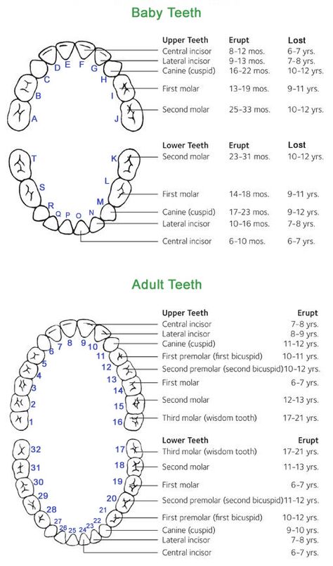 Chart of teeth Teeth Eruption Chart, Dental Assistant Study Guide, Dental Charting, Dental Terminology, Teeth Diagram, Teeth Chart, Smile Tips, Dental Hygienist Graduation, Dental Assistant School