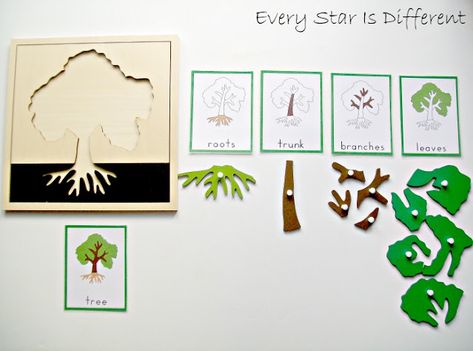 Tree Preschool, Parts Of A Tree, Tree Activities, Tree Activity, Montessori Art, Tree Study, Montessori Ideas, Montessori Toddler, Montessori Materials