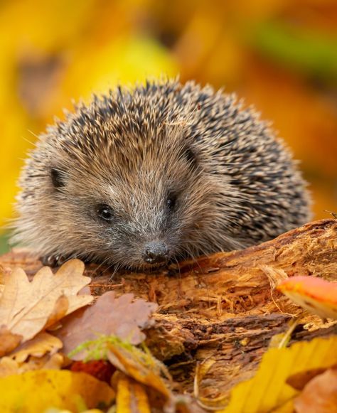 🦔 #AutumnHedgehog 🍁 Wild European hedgehog foraging on a fallen log adorned with colorful autumn leaves, blending into the seasonal landscape. Hedgehog Aesthetic, European Hedgehog, Autumn Hedgehog, Palette Autumn, English Countryside, Hedges, Autumn Leaves, Blending, Art Reference