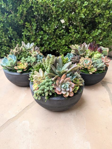 Water Can Decor, Mini Cactus Garden, Succulent Diy, Garden Board, Succulent Bowls, Black Concrete, Plant Mama, Outdoor Space Design, Concrete Bowl