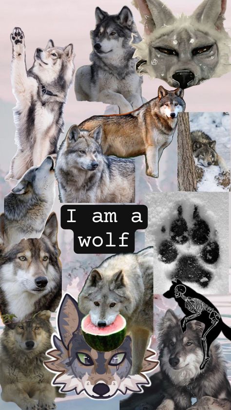 feel free to use ~ don’t repost ~ Therian Background, Therian Wolf, Bat Eared Fox, Wolf Background, Maned Wolf, Gravity Fall, Arctic Wolf, Maybe In Another Life, Wolf Wallpaper