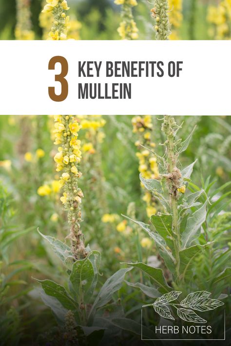 Herb Notes: The Benefits of Mullein Mullein Flower Benefits, Mullin Herb, Mullen Herb Benefits, Mullein Leaf Benefits, Mullein Benefits, Benefits Of Mullein, Herb Notes, How To Become Confident, Elderberry Gummies