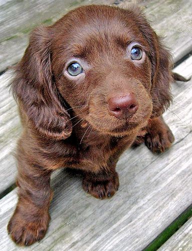 chocolate long haired miniature dachshund - SPIT of my chocolate labs but could fit through the cat flap :p