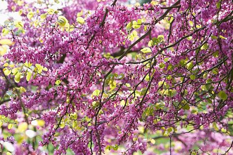 Judas Tree, Garden Cloche, Acidic Soil, Planting Tulips, Redbud Tree, Tree Pruning, Specimen Trees, Garden Compost, Tree Seeds