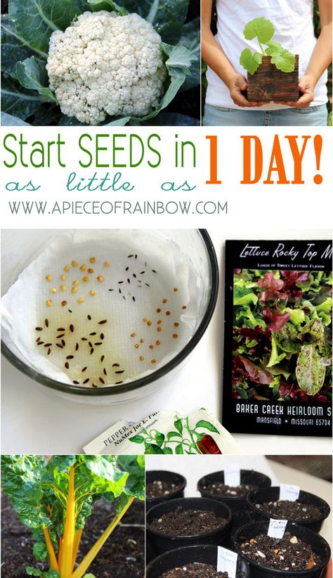 Super Fast & Easy - How to Start Seeds in 1/3 time with 300% more success!! - A Piece Of Rainbow Grow Your Own Vegetables, Grow Seeds, نباتات منزلية, Veg Garden, Have Inspiration, Veggie Garden, Seed Starting, Planting Herbs, Growing Food