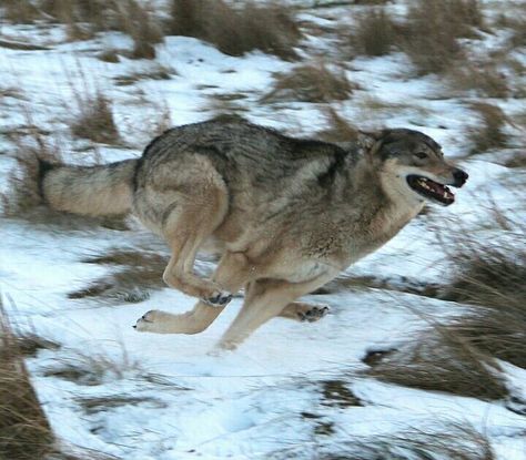 Wolf Study, Captain Fordo, Wolf Reference, Canine Anatomy, Creature Anatomy, Denim Painting, Yellowstone Wolves, Animal Poses, Wolf Poses