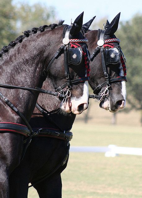 Country harness carriage draft horse Gyspy Vanner belgian cob shire hafflinger fjord clydesdales pinto Dutch Harness Horse, Kentucky Horse Park, Carriage Driving, Horse Harness, Beautiful Horse Pictures, Draft Horse, Big Horses, Horse And Buggy, Black Horses