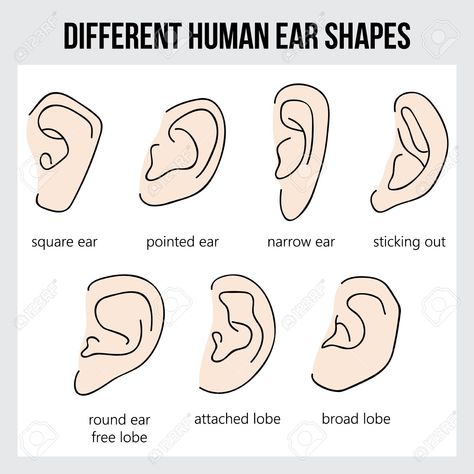 Different Human Ear Shapes. All Types Of Ears. Royalty Free Cliparts, Vectors, And Stock Illustration. Image 74551490. Ears Anatomy, Ears Reference, Ear Shapes, Ear Surgery, Ear Anatomy, How To Draw Ears, Shape Chart, Human Ear, Face Study