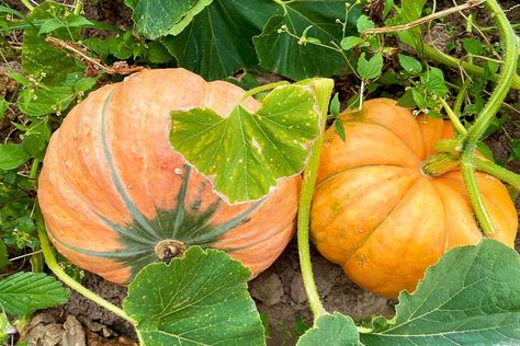 How to Grow Your Own Pumpkins—and When to Plant Seeds in Time for Halloween Plant Pumpkins, When To Plant Pumpkins, When To Plant Seeds, Types Of Pumpkins, Food Forest Garden, Entertaining Dinner, Planting Pumpkins, When To Plant, Giant Pumpkin