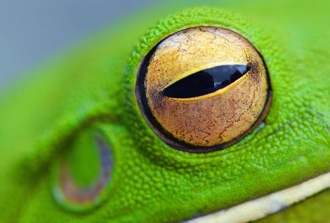 Frog eye Chameleon Eyes, Frog Eyes, Frog Sketch, Eye Reference, Frog Eye, Animal Eyes, Frog Wallpaper, Eye Close Up, Frog Illustration