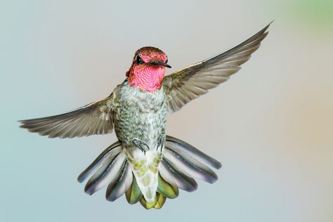 Robotic hummingbirds have got nothing on the real thing Hummingbird Wings, D H Lawrence, Citizen Science, A Robot, Lizards, Reference Photos, Hummingbirds, Anatomy, Birds