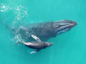 Marine Mom, Baby Whale, Marine Ecosystem, Survival Techniques, Marine Mammals, Baby Animals Funny, Humpback Whale, Beautiful Sea, Blue Whale