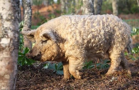 Hungarian mangalitza pig Mangalista Pigs, Mangalitsa Pigs, Wooly Pig, Mangalitsa Pig, Pig In A Poke, Pig In A Blanket, Kune Kune Pigs, Teacup Pigs, Show Cattle