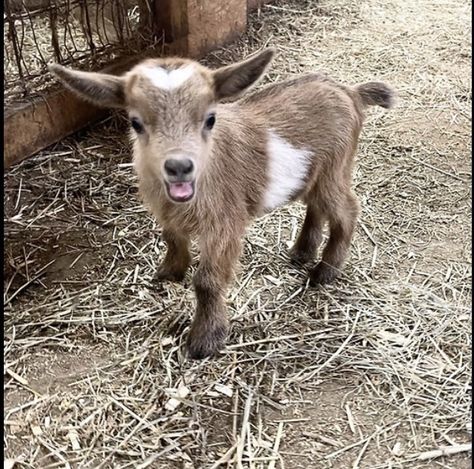 Tiny Goat, Farm Animal Paintings, Small Goat, Female Goat, Retirement Plan, A Goat, Christmas Projects Diy, Down On The Farm, Farm Animal