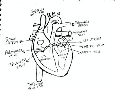 Heart Labelled Diagram, Heart Diagram Aesthetic, Heart Anatomy Drawing, Human Heart Anatomy, Heart Diagram, Heart Anatomy, Human Heart, Original Characters, Anatomy Drawing