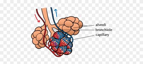 Alveoli Diagram, Third Grade Science Experiments, Computer Science Projects, Data Flow Diagram, Data Cleansing, Science Clipart, Refrigeration And Air Conditioning, 7th Grade Science, Third Grade Science