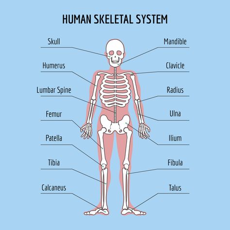 The Human Skeleton: All You Need to Know Human Skeleton Labeled, Human Skeleton Parts, Skeletal Muscle Anatomy, Skeletal System Anatomy, Skeleton System, The Human Skeleton, Human Skeletal System, All Body Systems, Human Body Structure