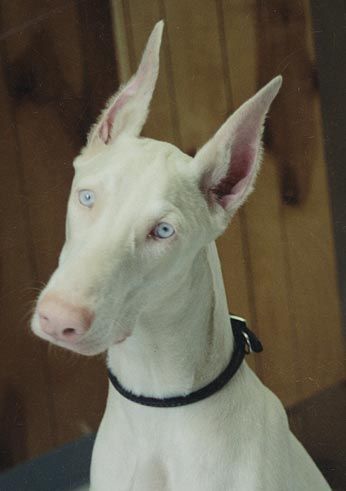 Albino Doberman! Albino Doberman, Rare Albino Animals, Albino Animals, Doberman Dogs, Rare Animals, Doberman Pinscher, Amazing Animals, Doberman, Beautiful Dogs