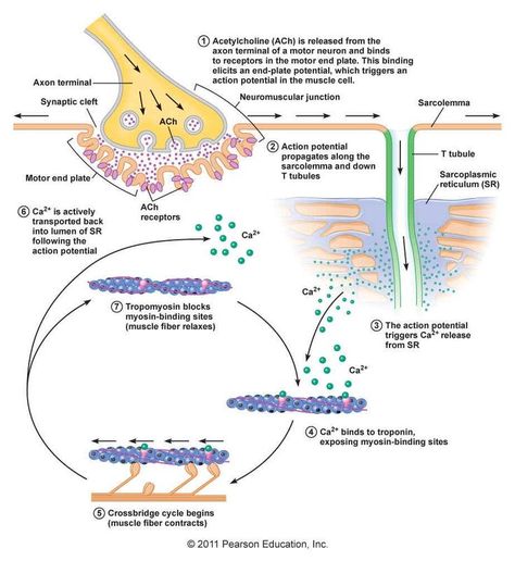 Mechanism of muscle contraction from synapse to myofilaments - though missing neuron action potential triggering intake of calcium in the presynaptic membrane, triggering release of Acetylcholine into the synaptic cleft (eg - transfer of electrical energy to chemical energy). Neuromuscular Junction, Exercise Physiology, Muscular System, Medical School Studying, Nursing School Notes, Medical School Essentials, Human Anatomy And Physiology, Biology Notes, Muscle Contraction