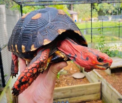 Redfoot tortoise Redfoot Tortoise, Tortoise, Texas, Animals