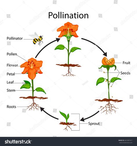 Education Chart, Horticulture Education, Biology Plants, Process Diagram, Plant Structure, Study Biology, Biology Classroom, Meaningful Tattoo, Science Illustration