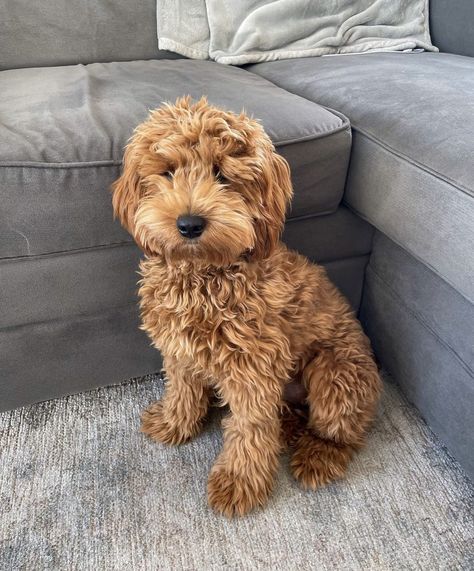 Goldendoodle Medium Size, Mini Groodle, Goldendoodle Brown, Brown Golden Doodle, Full Grown Goldendoodle, Brown Mini Goldendoodle, Light Brown Goldendoodle, Mini Labradoodle, Ginger Labradoodle