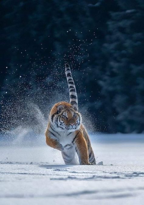 Running Tiger, Tiger Running, Tiger Images, Wild Animals Photography, Tiger Pictures, Wild Animals Pictures, Cute Tigers, Tiger Art, Majestic Animals