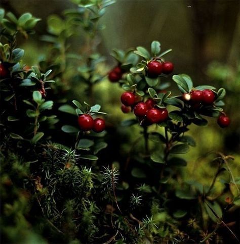 Berry Bushes, Forest Plants, Forest Flowers, Iron Age, Wild Berry, Red Berries, Fall Foliage, Botany, Nature Beauty